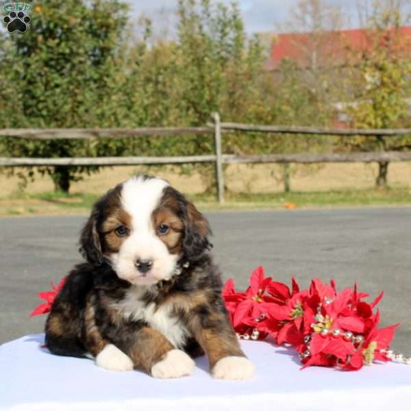 Kanye, Mini Bernedoodle Puppy